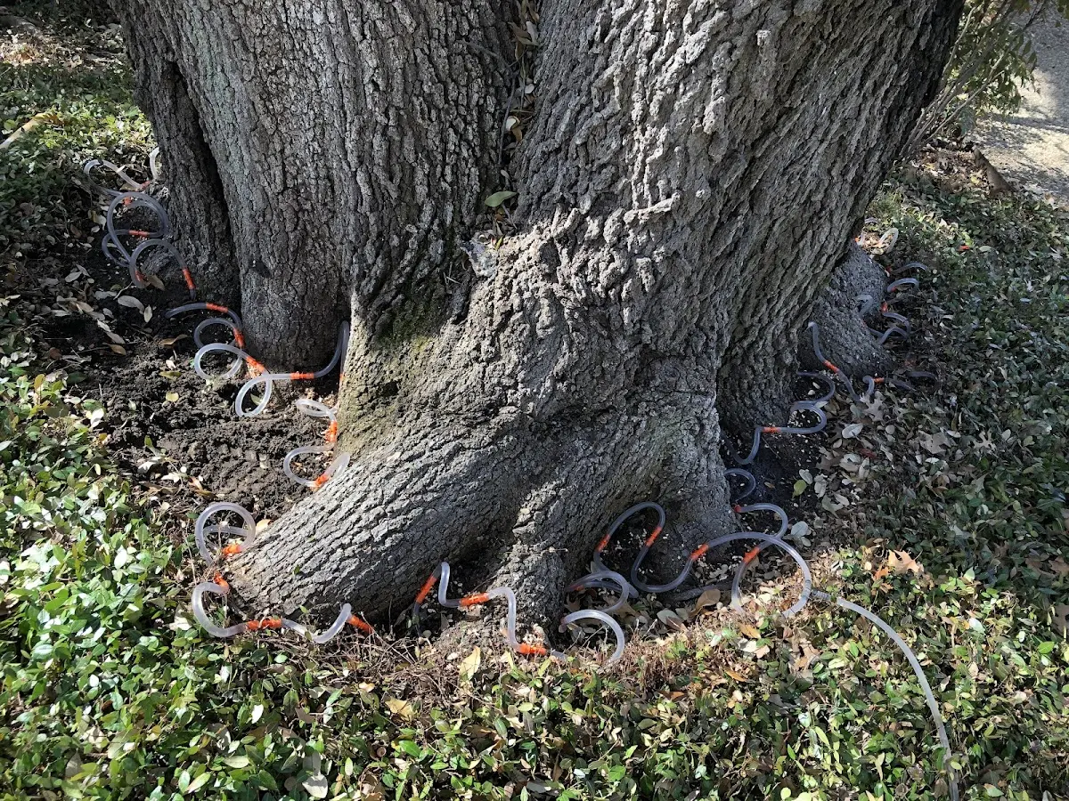 Detailed Tree Cabling and Bracing job site in Capay